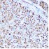 KO-Validated SOD2 Rabbit pAb (20 μl)