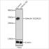 KO-Validated Galectin 3/LGALS3 Rabbit pAb (20 μl)