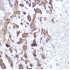 KO-Validated NDUFB4 Rabbit pAb (20 μl)