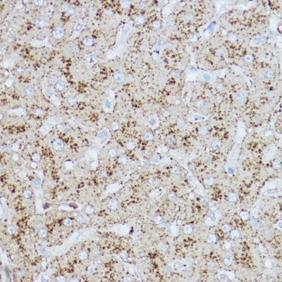 KO-Validated LAMP2 Rabbit pAb (20 μl)