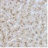 KO-Validated LAMP2 Rabbit pAb (20 μl)