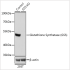 KO-Validated Glutathione Synthetase (GSS) Rabbit pAb (20 μl)
