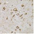 KO-Validated PHD2/EGLN1 Rabbit pAb (20 μl)
