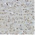 KO-Validated CRMP2/DPYSL2 Rabbit pAb (20 μl)