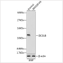 KO-Validated SEC61B Rabbit pAb (20 μl)