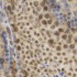KO-Validated HuR/ELAVL1 Rabbit pAb (20 μl)