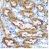 KO-Validated CHCHD2 Rabbit pAb (20 μl)