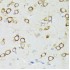 KO-Validated PDK1/PDPK1 Rabbit pAb (20 μl)