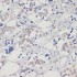 KD-Validated DNMT1 Rabbit pAb (20 μl)