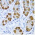 KO-Validated DNA Polymerase beta Rabbit pAb (20 μl)