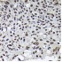 KO-Validated CDK4 Rabbit pAb (20 μl)