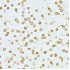 KO-Validated Lamin A/C Rabbit pAb (20 μl)