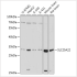 KO-Validated SLC25A22 Rabbit pAb (20 μl)