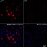 KO-Validated APP Rabbit mAb (20 μl)