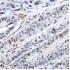 KO-Validated CDK2 Rabbit pAb (20 μl)