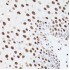KO-Validated PSME3 Rabbit pAb (20 μl)