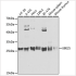 KO-Validated UBE2S Rabbit pAb (20 μl)