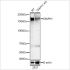 KD-Validated DIAPH1 Rabbit pAb (20 μl)
