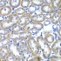 KO-Validated TMED10 Rabbit pAb (20 μl)