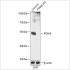 KO-Validated PDIA6 Rabbit pAb (20 μl)