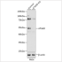 KO-Validated ATG4D Rabbit pAb (20 μl)