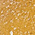 KD-Validated βIII-Tubulin Mouse mAb (20 μl)