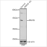 KO-Validated PRMT8 Rabbit pAb (20 μl)