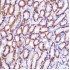 KD-Validated LDHA Rabbit pAb (20 μl)
