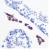 KO-Validated Bax Rabbit mAb (20 μl)