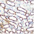 KO-Validated SAV1 Rabbit pAb (20 μl)