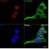 KO-Validated Cyclin D1 Rabbit mAb (20 μl)