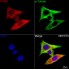 KO-Validated PTEN Rabbit mAb (20 μl)
