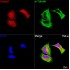 KD-Validated Smad2 Rabbit mAb (20 μl)