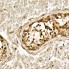 KO-Validated Smad3 Rabbit mAb (20 μl)