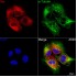 KO-Validated Src Rabbit mAb (20 μl)
