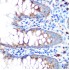 KD-Validated GPX4 Rabbit pAb (20 μl)
