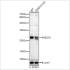 KD-Validated RAB27A Rabbit pAb (20 μl)