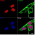 KO-Validated HMGB1 Rabbit mAb (20 μl)