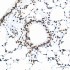 KO-Validated HDAC1 Rabbit mAb (20 μl)