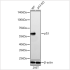 KO-Validated p53 Rabbit mAb (20 μl)
