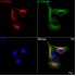 KD-Validated Vimentin Rabbit mAb (20 μl)