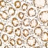 KO-Validated HuR/ELAVL1 Rabbit mAb (20 μl)