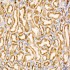 KO-Validated Bax Rabbit mAb (20 μl)