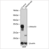 KO-Validated DNAJC9 Rabbit pAb (20 μl)