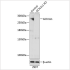 KO-Validated GCN1L1 Rabbit pAb (20 μl)