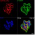 KD-Validated CD98/SLC3A2 Rabbit PolymAb® (20 μl)