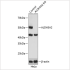 KO-Validated ALDH3A2 Rabbit pAb (20 μl)