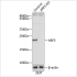 KO-Validated ARF5 Rabbit pAb (20 μl)