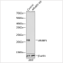 KO-Validated ARL6IP1 Rabbit pAb (20 μl)