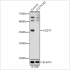 KO-Validated CD274 Rabbit pAb (20 μl)
